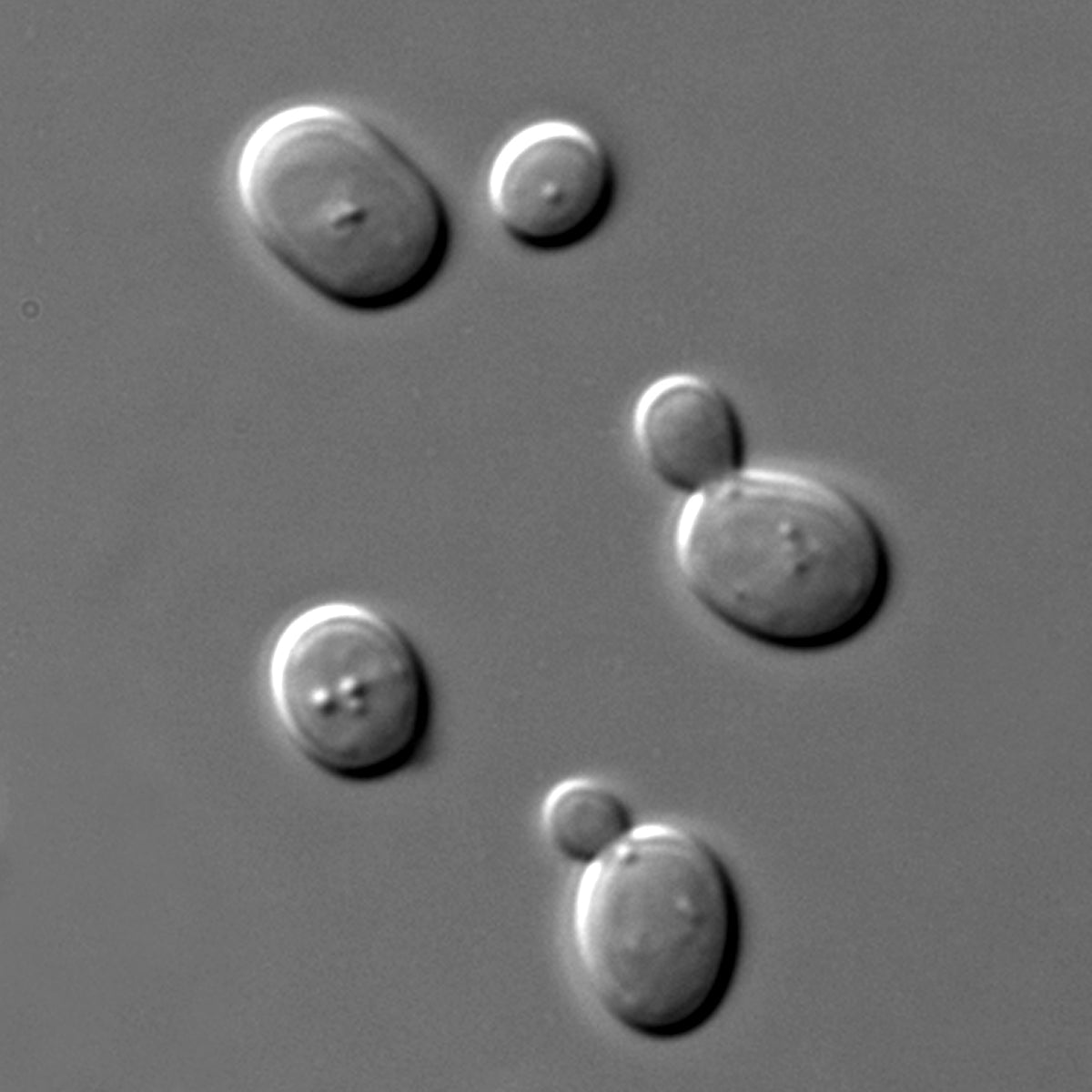 Yeast is a Metabolic Marvel!
