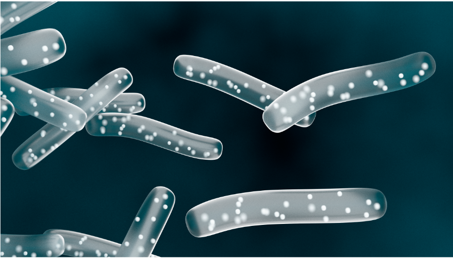 Meet the Unsung Hero of Fermentation:  Lactobacillus!