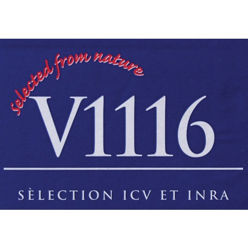 Lalvin Dry Wine Yeast - K1-V1116